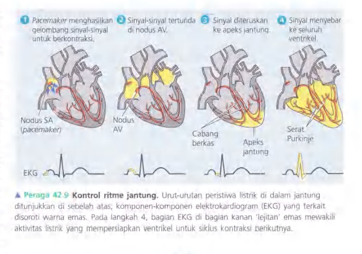 Ilustrasi Bab 42 - Sirkulasi dan Pertukaran Gas
