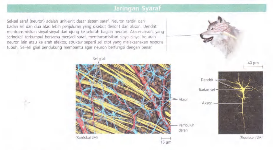 Ilustrasi Bab 40 - Prinsip Dasar Bentuk dan Fungsi Hewan