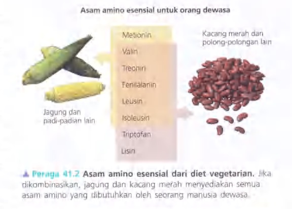 Ilustrasi Bab 41 - Nutrisi Hewan 