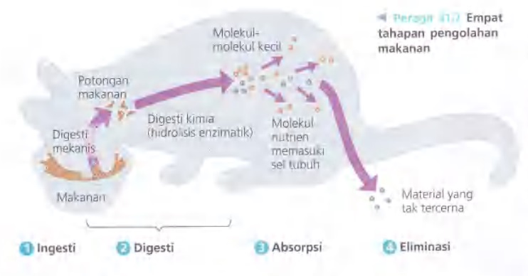 Ilustrasi Bab 41 - Nutrisi Hewan 