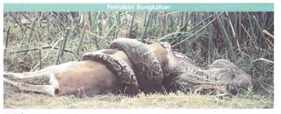 Ilustrasi Bab 41 - Nutrisi Hewan 