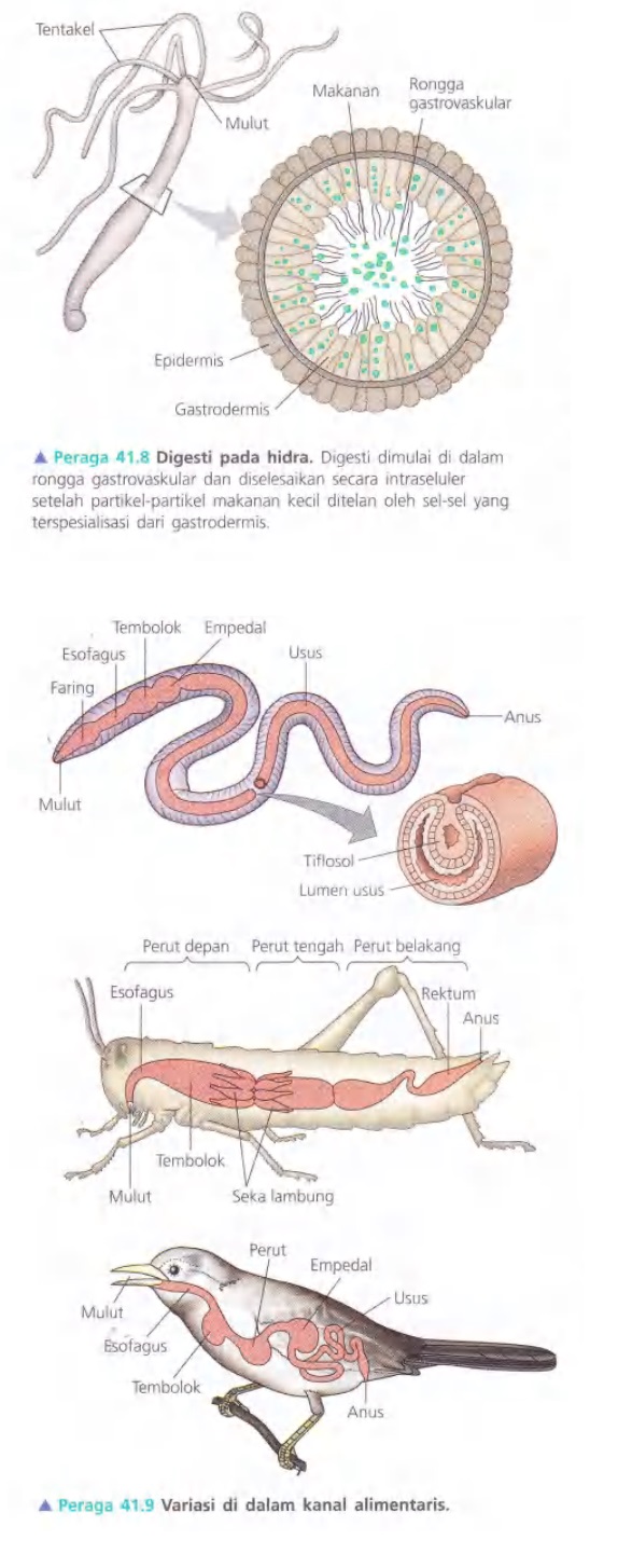 Ilustrasi Bab 41 - Nutrisi Hewan 
