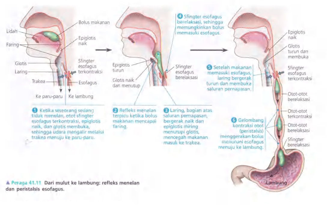 Ilustrasi Bab 41 - Nutrisi Hewan 