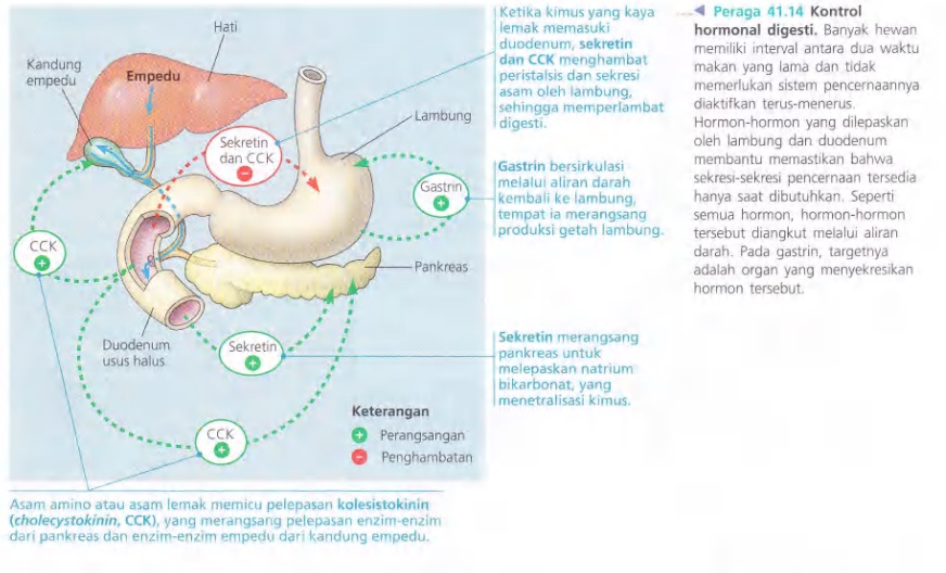 Ilustrasi Bab 41 - Nutrisi Hewan 