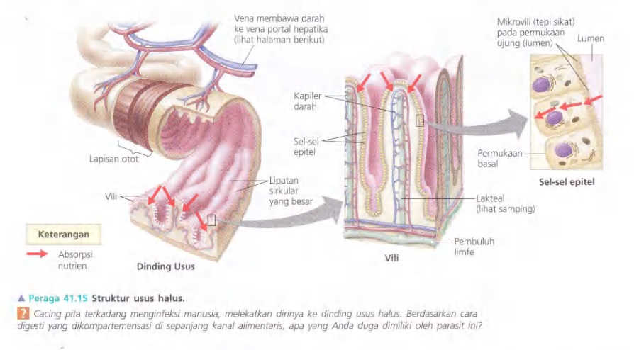 Ilustrasi Bab 41 - Nutrisi Hewan 