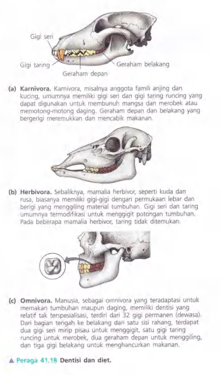 Ilustrasi Bab 41 - Nutrisi Hewan 