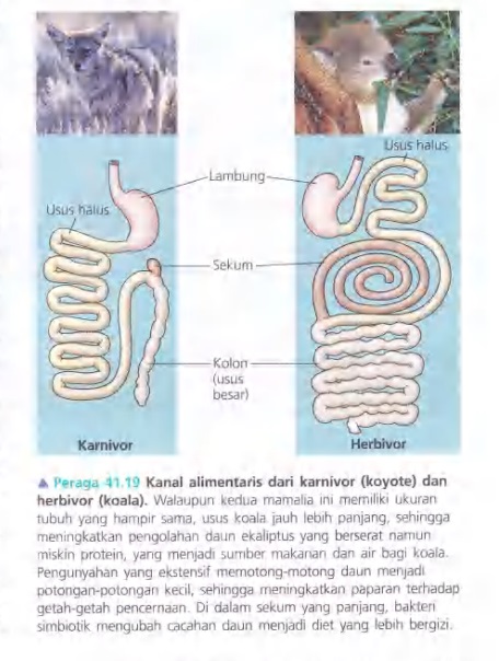 Ilustrasi Bab 41 - Nutrisi Hewan 