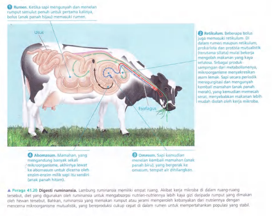 Ilustrasi Bab 41 - Nutrisi Hewan 