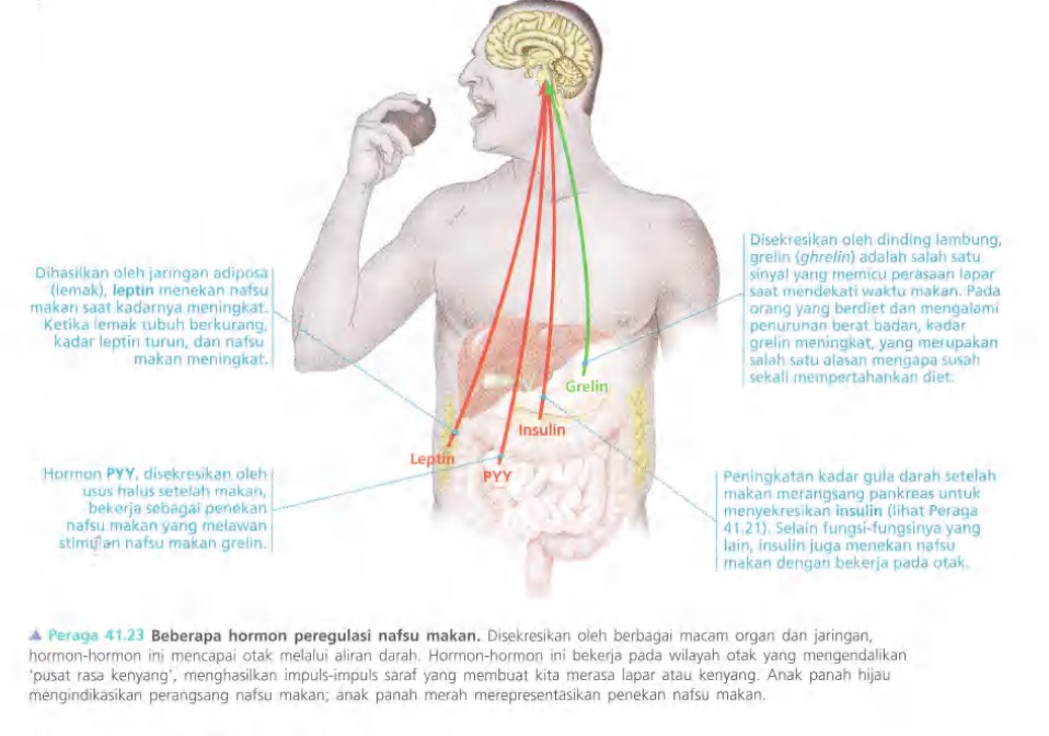 Ilustrasi Bab 41 - Nutrisi Hewan 