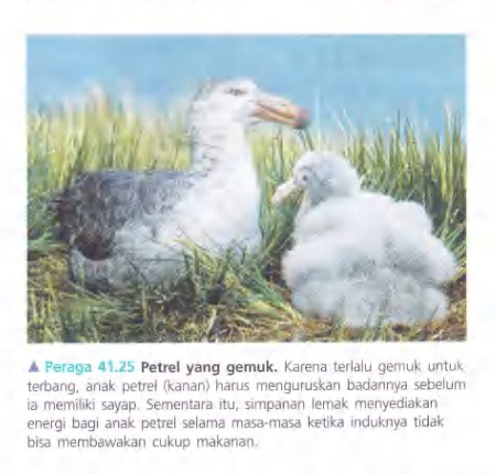 Ilustrasi Bab 41 - Nutrisi Hewan 