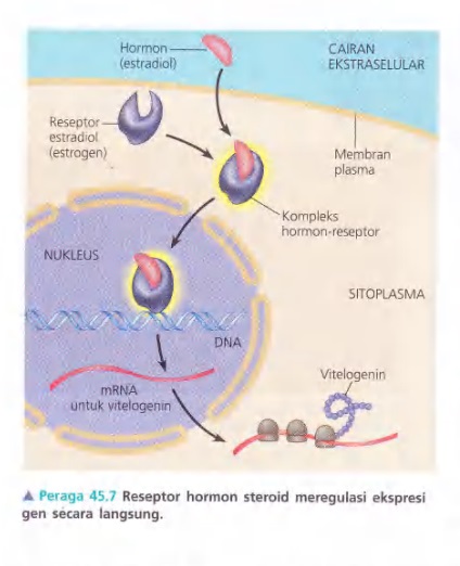 Ilustrasi Bab 45 - Hormon dan Sistem Endokrin