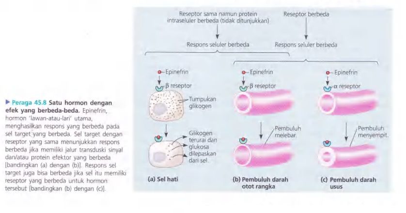 Ilustrasi Bab 45 - Hormon dan Sistem Endokrin