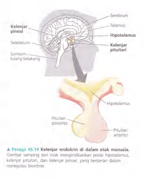 Ilustrasi Bab 45 - Hormon dan Sistem Endokrin