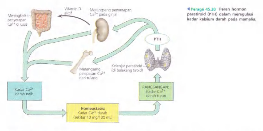 Ilustrasi Bab 45 - Hormon dan Sistem Endokrin