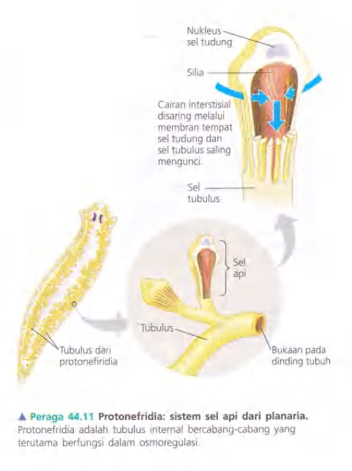 Ilustrasi Bab 44 - Osmoregulasi dan Ekskresi 