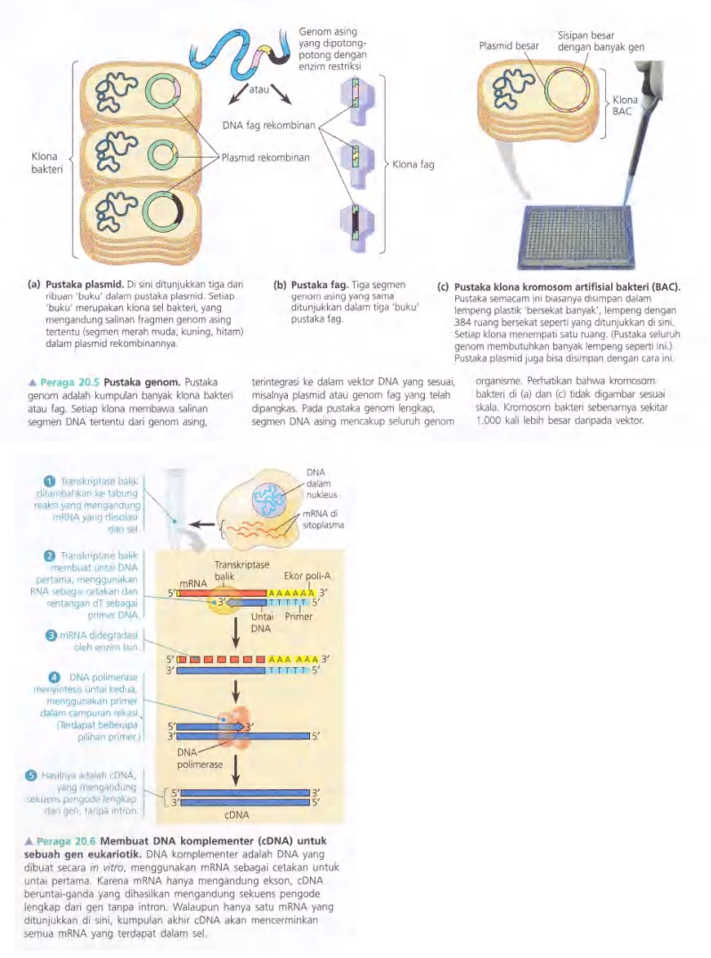 Ilustrasi Bab 20 Bioteknologi